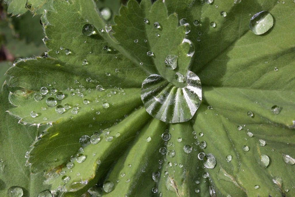realizzazione blog e siti web foglie di alchemilla como, monza