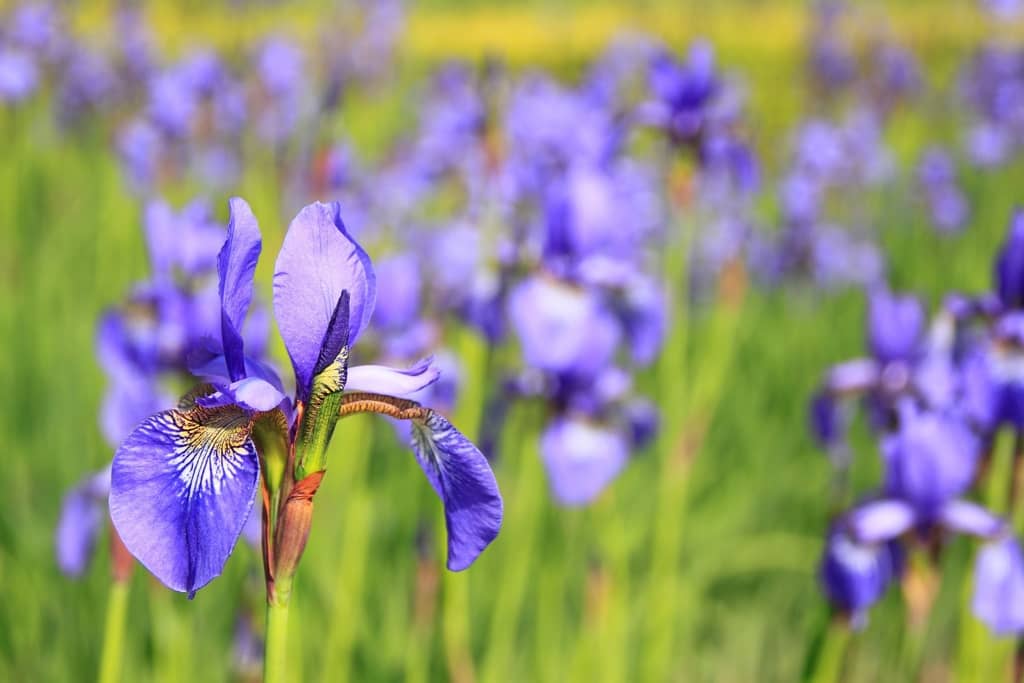 Realizzazione siti web per giardinieri e imprese di manutenzione giardini sul Lago di Como
